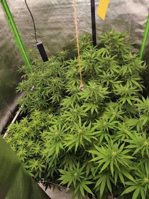 Sommer grow 2026. Week 7