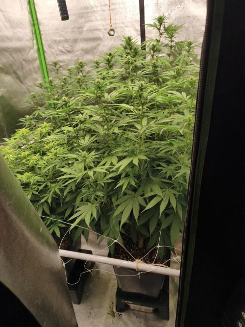 Sommer grow 2026. Week 7