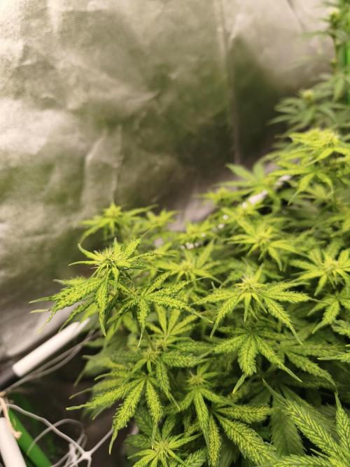 Sommer grow 2026. Week 7