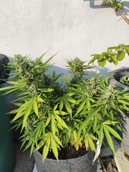 Outdoor grow 2026. Week 4