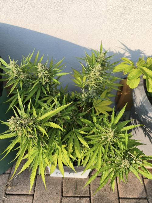 Outdoor grow 2026. Week 4