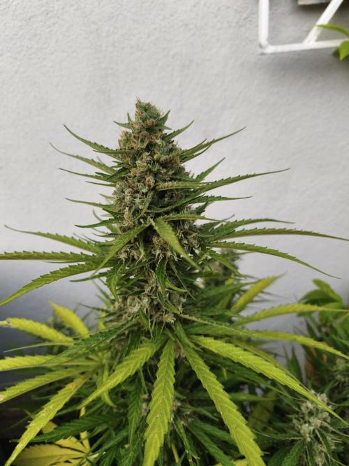 Outdoor grow 2026. Week 4