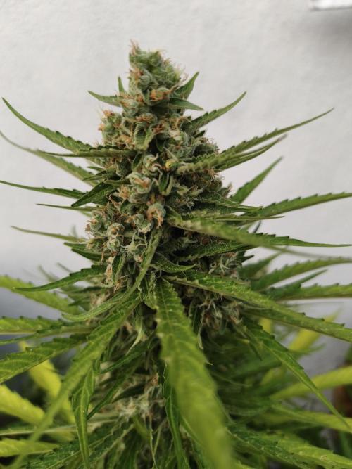 Outdoor grow 2026. Week 4