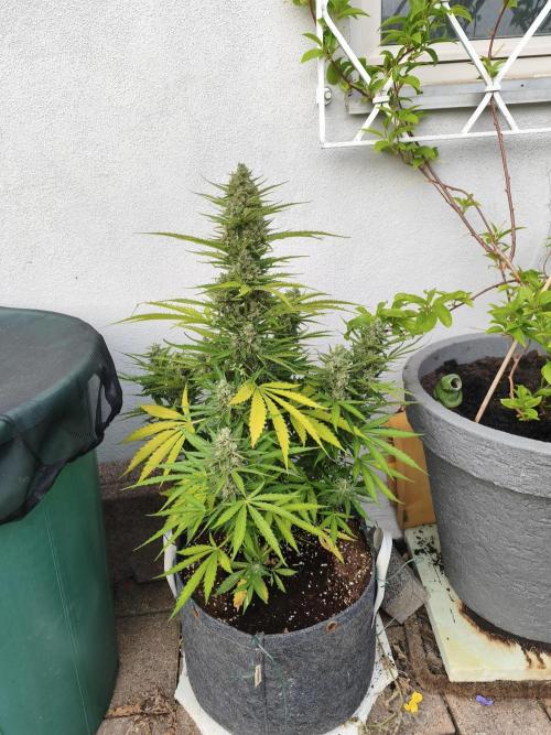 Outdoor grow 2026. Week 4