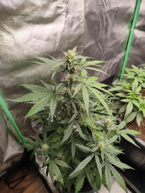 free seed grow. Week 4