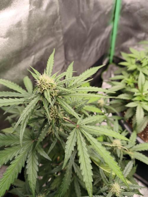 free seed grow. Week 4