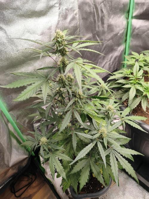 free seed grow. Week 4