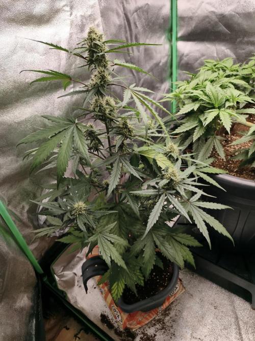 free seed grow. Week 4