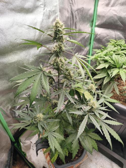 free seed grow. Week 4