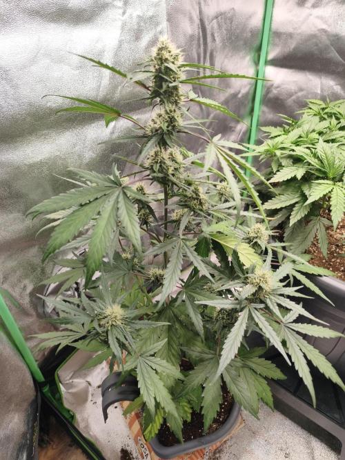 free seed grow. Week 4