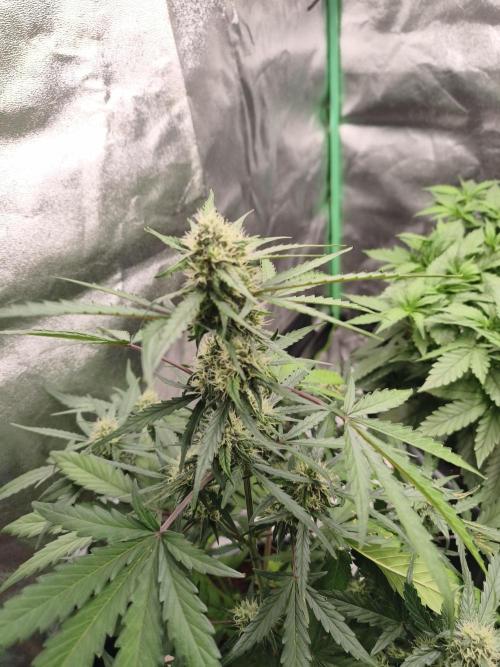 free seed grow. Week 4
