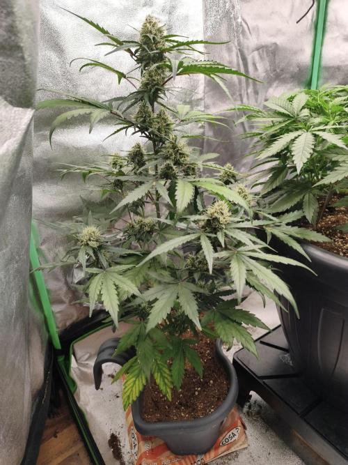 free seed grow. Week 4