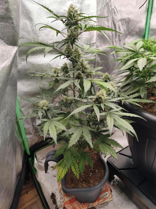 free seed grow. Week 4