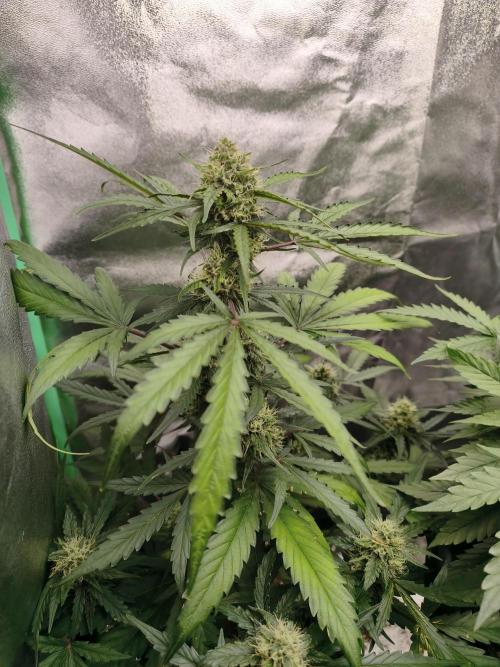 free seed grow. Week 4