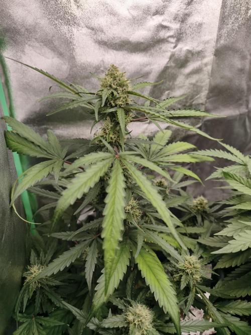 free seed grow. Week 4