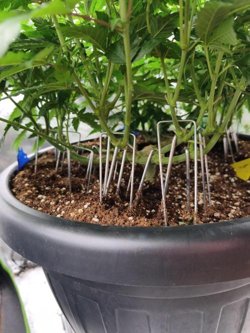 Big Mainline Project. Week 16