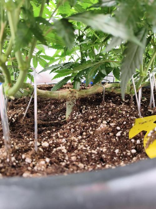 Big Mainline Project. Week 16