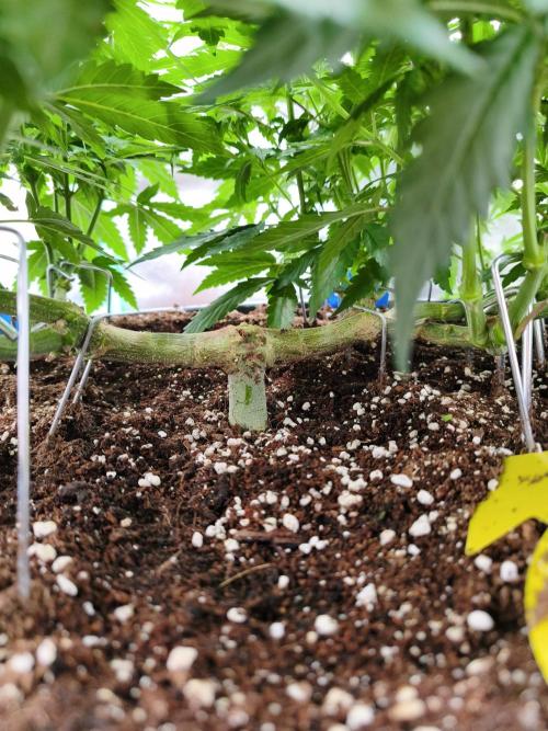 Big Mainline Project. Week 16