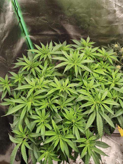 Big Mainline Project. Week 16