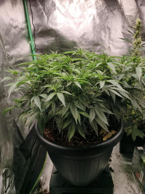 Big Mainline Project. Week 16
