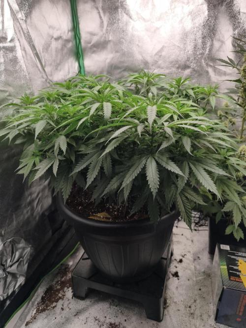Big Mainline Project. Week 16