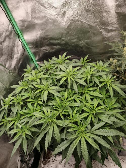 Big Mainline Project. Week 16