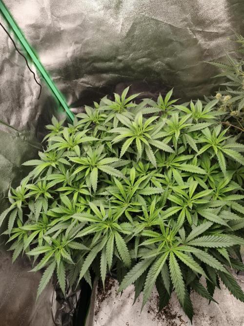 Big Mainline Project. Week 16