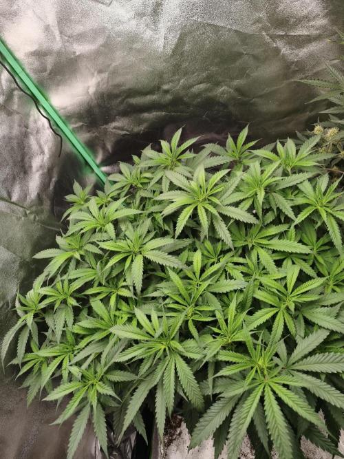 Big Mainline Project. Week 16