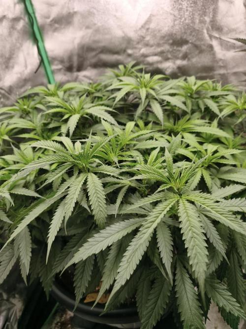 Big Mainline Project. Week 16