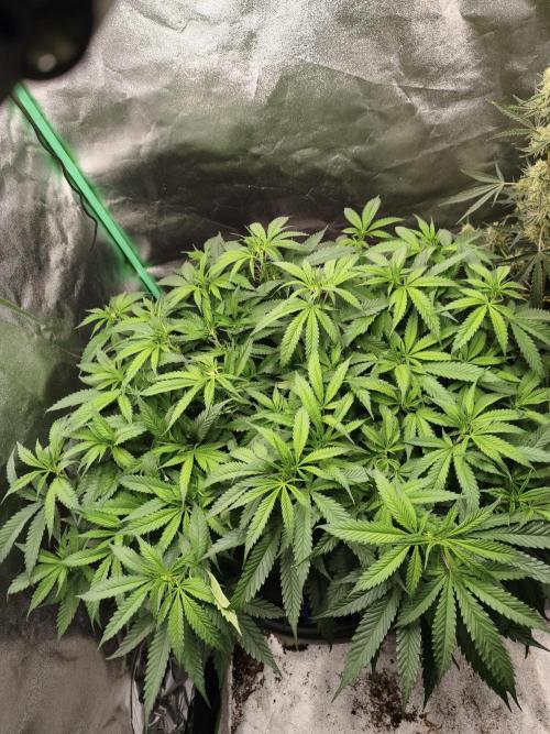 Big Mainline Project. Week 16