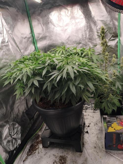 Big Mainline Project. Week 16