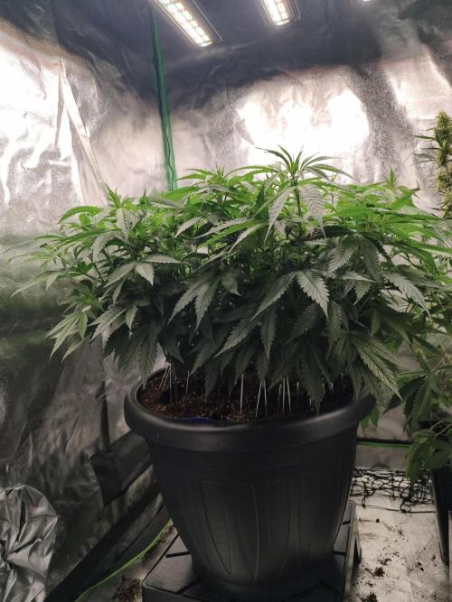 Big Mainline Project. Week 16