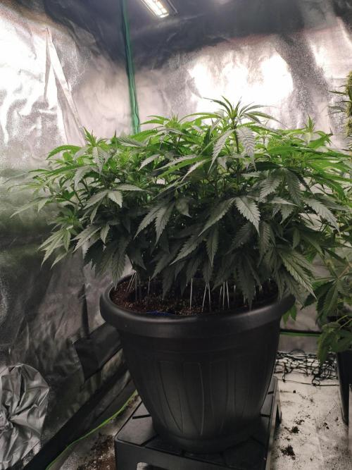 Big Mainline Project. Week 16