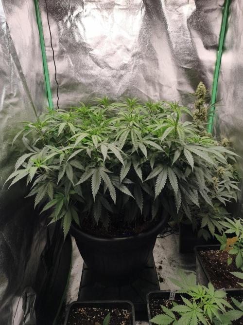 Big Mainline Project. Week 16