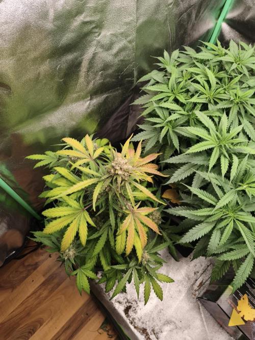 free seed grow. Week 5