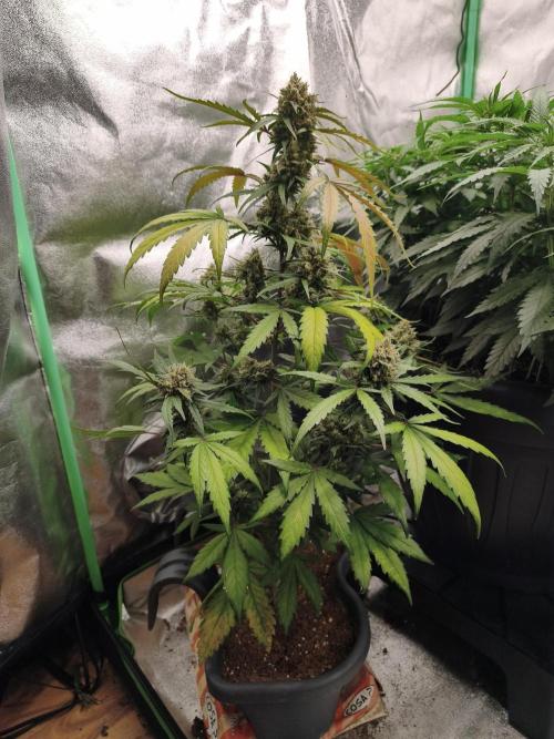free seed grow. Week 5