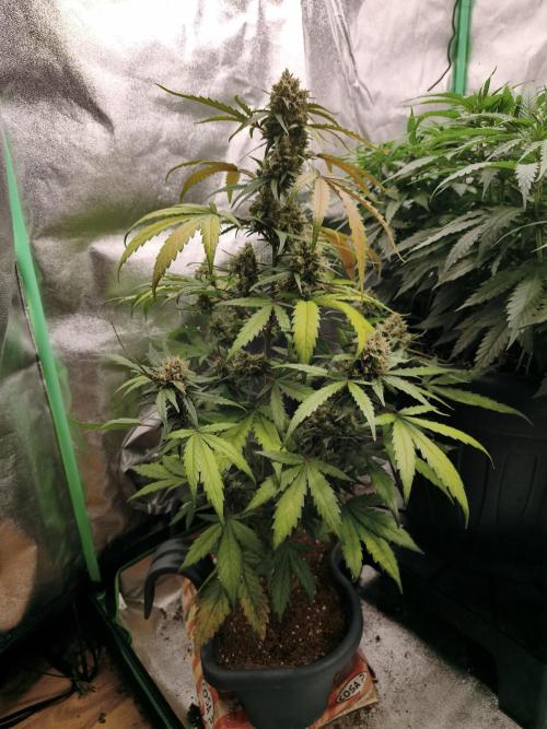 free seed grow. Week 5