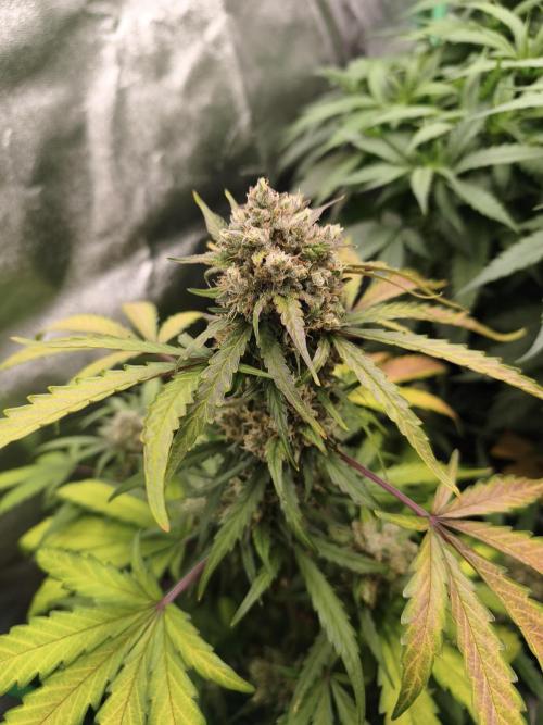 free seed grow. Week 5