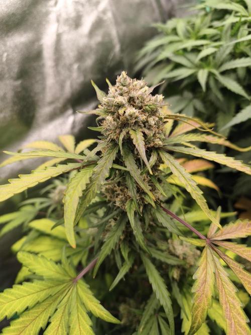 free seed grow. Week 5