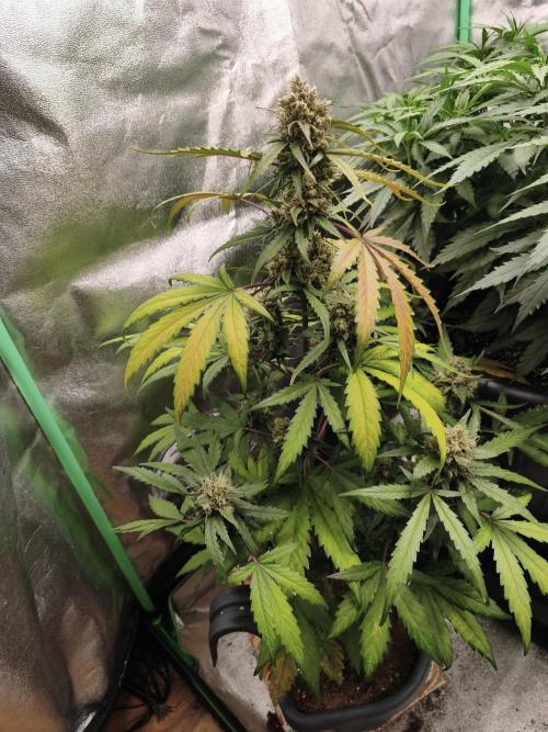 free seed grow. Week 5