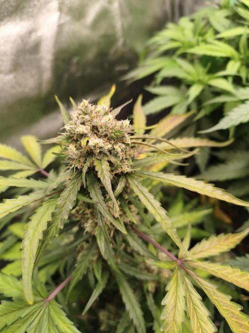 free seed grow. Week 5