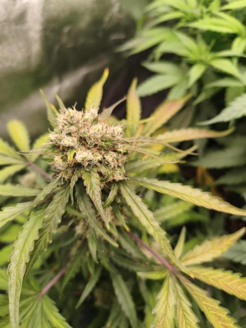 free seed grow. Week 5