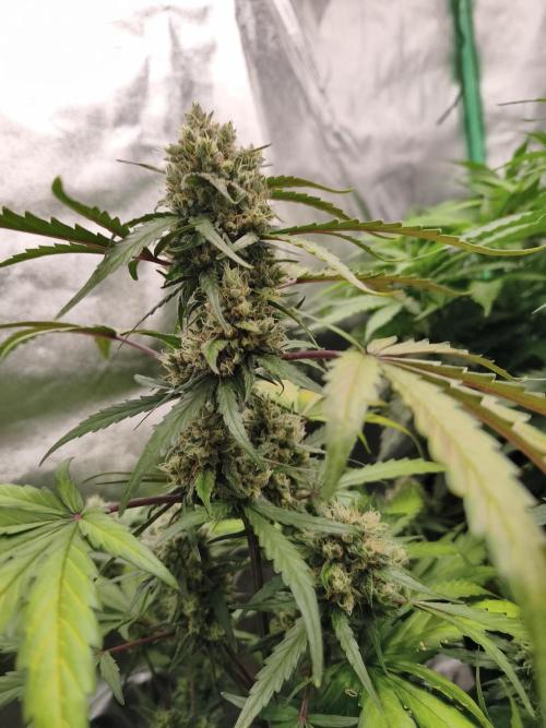 free seed grow. Week 5