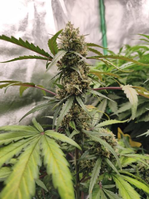 free seed grow. Week 5