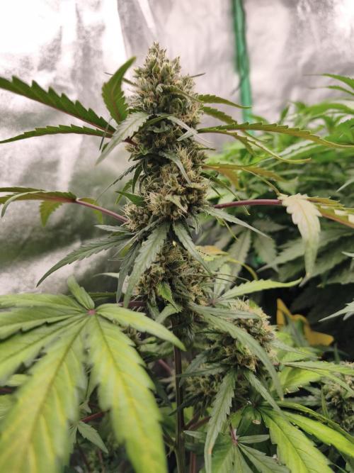 free seed grow. Week 5