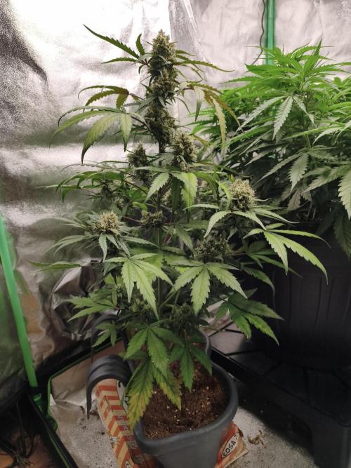 free seed grow. Week 5