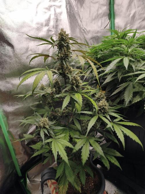 free seed grow. Week 5