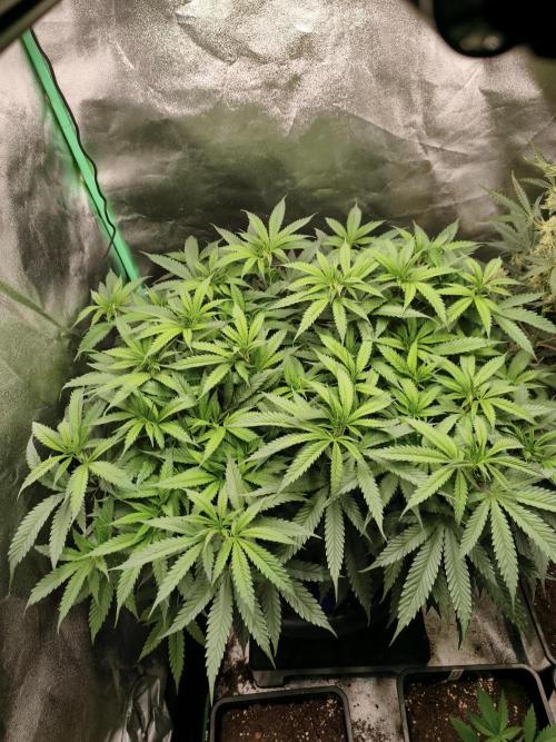 Big Mainline Project. Week 17