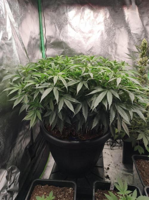 Big Mainline Project. Week 17