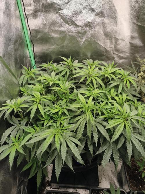 Big Mainline Project. Week 17